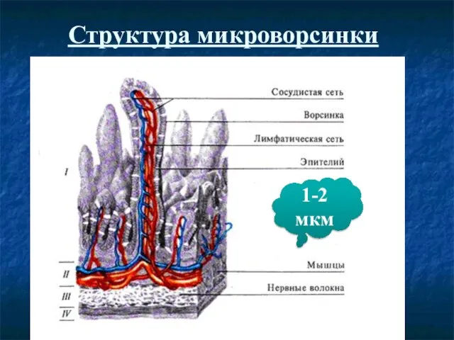 Структура микроворсинки 1-2 мкм