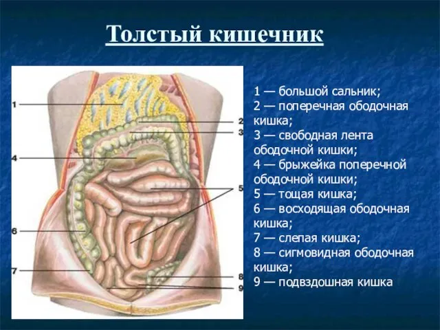 Толстый кишечник 1 — большой сальник; 2 — поперечная ободочная кишка; 3