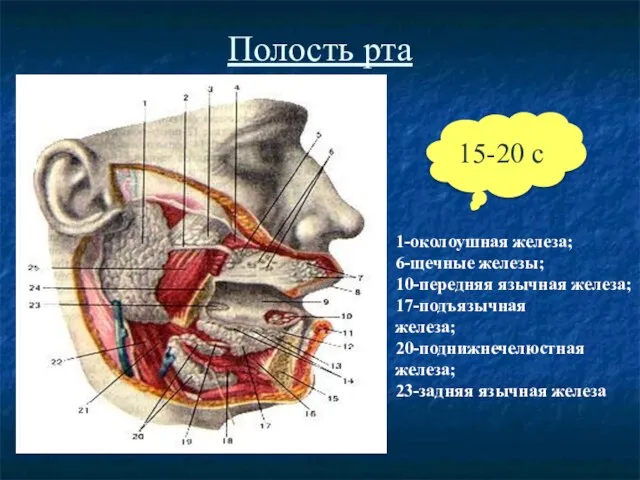 Полость рта 1-околоушная железа; 6-щечные железы; 10-передняя язычная железа; 17-подъязычная железа; 20-поднижнечелюстная