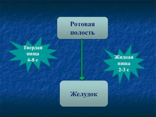 Ротовая полость Желудок Жидкая пища 2-3 с Твердая пища 6-8 с