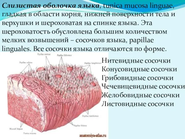 Слизистая оболочка языка, tunica mucosa linguae, гладкая в области корня, нижней поверхности