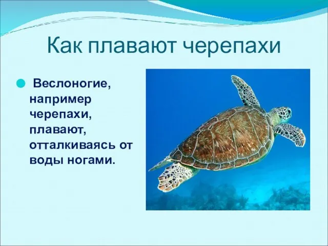 Как плавают черепахи Веслоногие, например черепахи, плавают, отталкиваясь от воды ногами.
