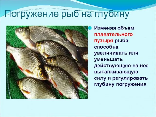 Погружение рыб на глубину Изменяя объем плавательного пузыря рыба способна увеличивать или