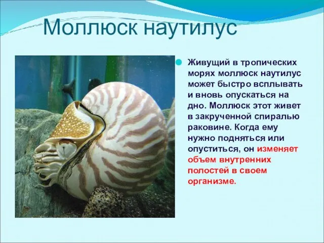 Моллюск наутилус Живущий в тропических морях моллюск наутилус может быстро всплывать и
