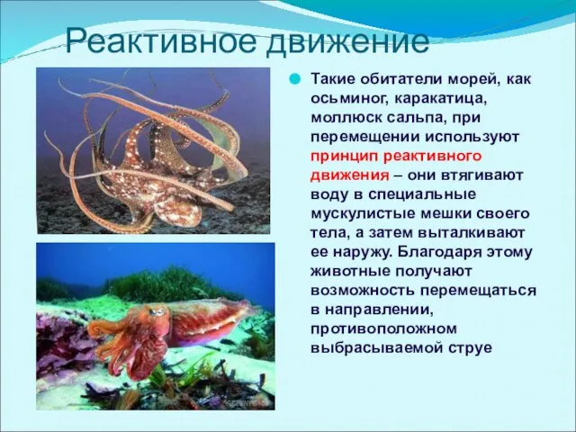 Реактивное движение Такие обитатели морей, как осьминог, каракатица, моллюск сальпа, при перемещении