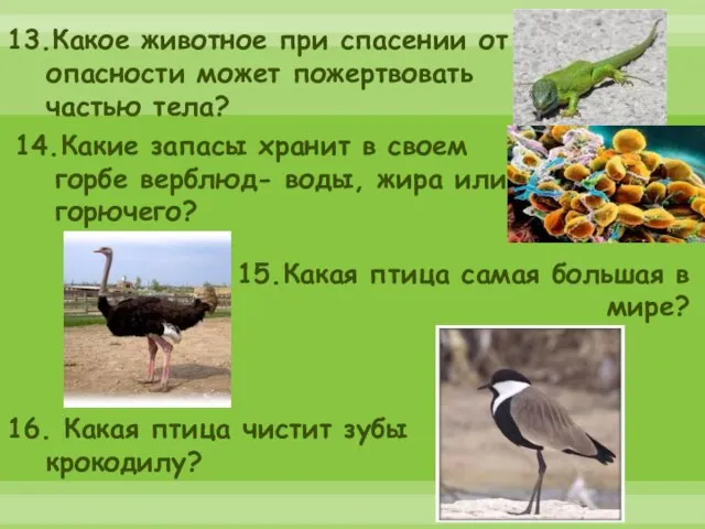 13.Какое животное при спасении от опасности может пожертвовать частью тела? 14.Какие запасы