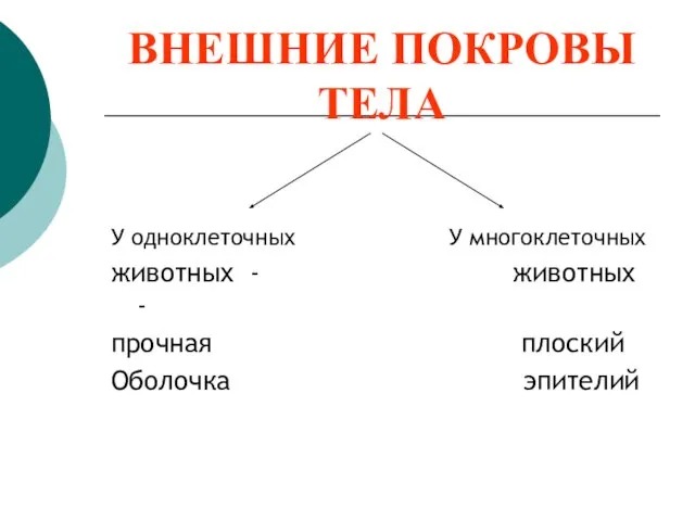 ВНЕШНИЕ ПОКРОВЫ ТЕЛА У одноклеточных У многоклеточных животных - животных - прочная плоский Оболочка эпителий