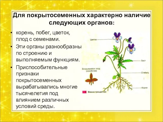 Для покрытосеменных характерно наличие следующих органов: корень, побег, цветок, плод с семенами.