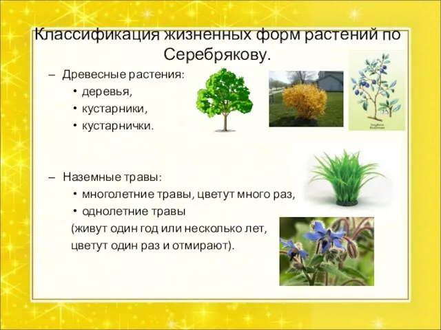 Классификация жизненных форм растений по Серебрякову. Древесные растения: деревья, кустарники, кустарнички. Наземные