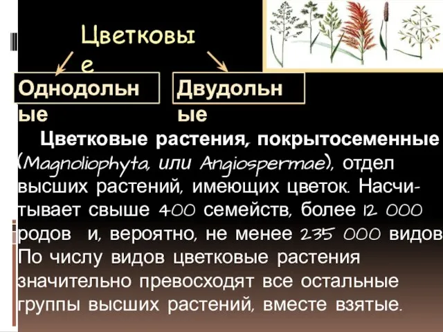 Цветковые Цветковые растения, покрытосеменные (Magnoliophyta, или Angiospermae), отдел высших растений, имеющих цветок.