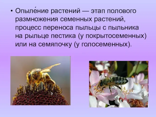 Опыле́ние растений — этап полового размножения семенных растений, процесс переноса пыльцы с