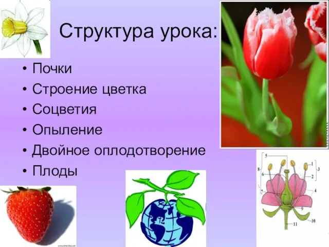 Структура урока: Почки Строение цветка Соцветия Опыление Двойное оплодотворение Плоды