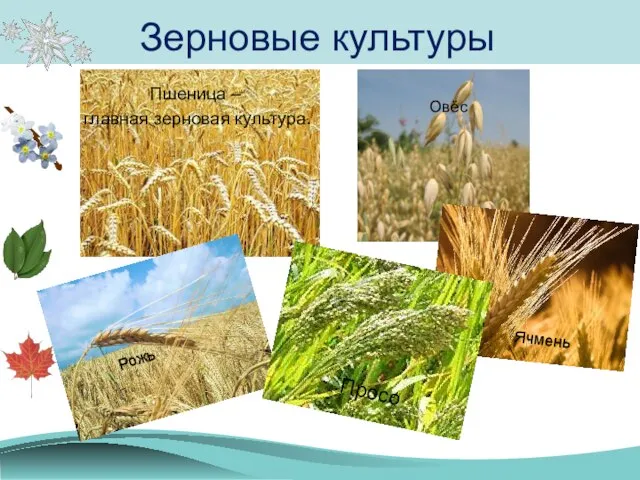 Пшеница – главная зерновая культура. Зерновые культуры Рожь Овёс Ячмень Просо