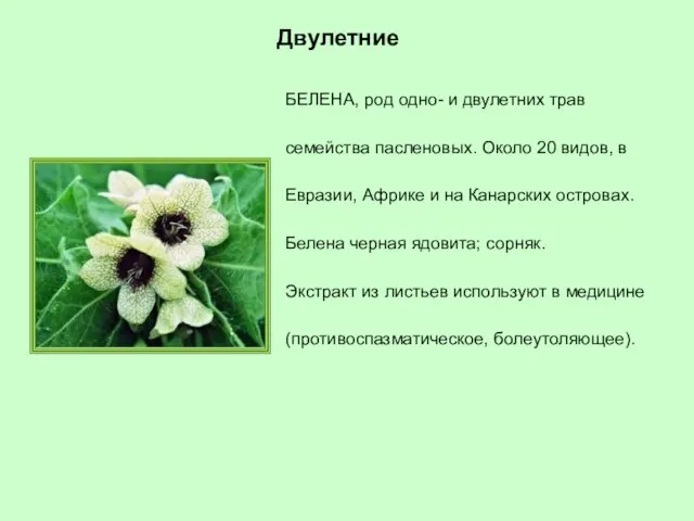 БЕЛЕНА, род одно- и двулетних трав семейства пасленовых. Около 20 видов, в