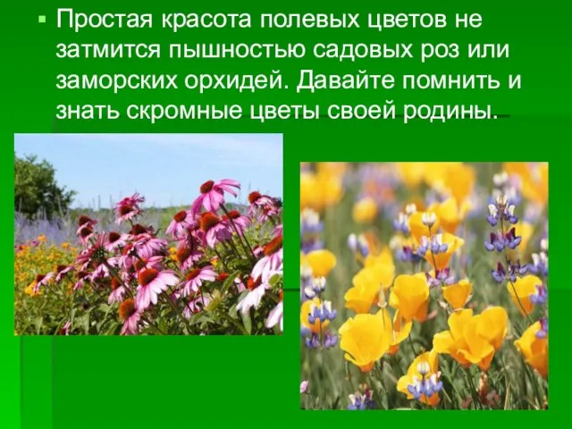 Простая красота полевых цветов не затмится пышностью садовых роз или заморских орхидей.