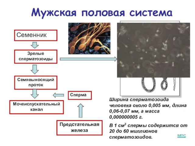 Мужская половая система Семенник Семявыносящий проток Сперма Предстательная железа Мочеиспускательный канал Зрелые