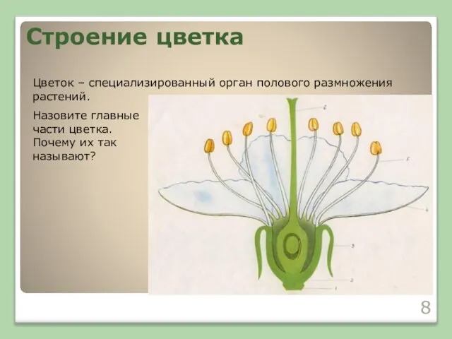 Строение цветка Цветок – специализированный орган полового размножения растений. Назовите главные части
