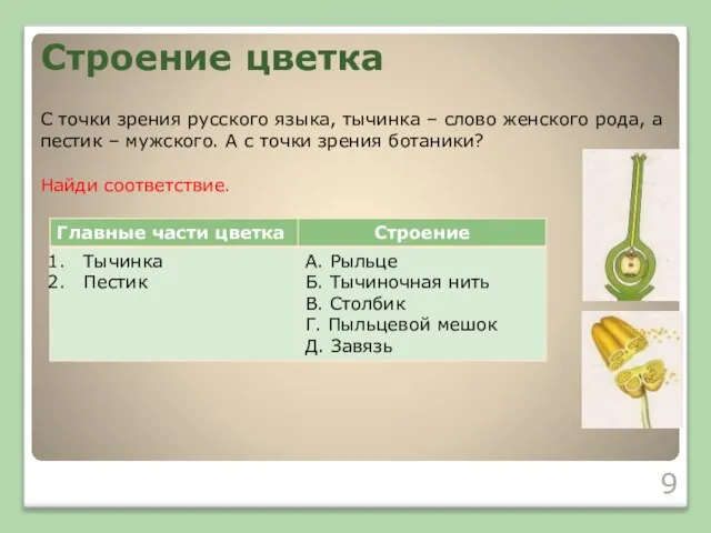 С точки зрения русского языка, тычинка – слово женского рода, а пестик
