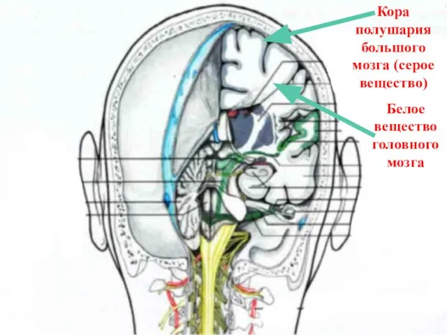 Кора полушария большого мозга (серое вещество) Белое вещество головного мозга