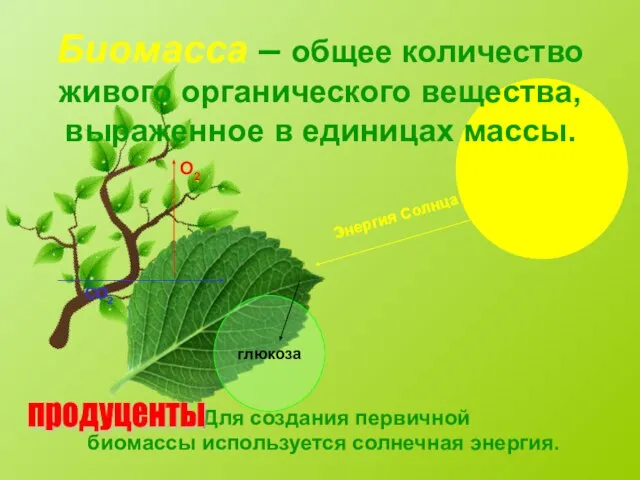 Биомасса – общее количество живого органического вещества, выраженное в единицах массы. Для