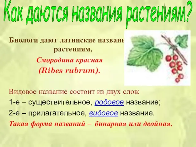 Биологи дают латинские названия растениям. Смородина красная (Ribes rubrum). Видовое название состоит