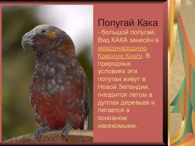 Попугай Кака - большой попугай. Вид КАКА занесён в международную Красную Книгу.