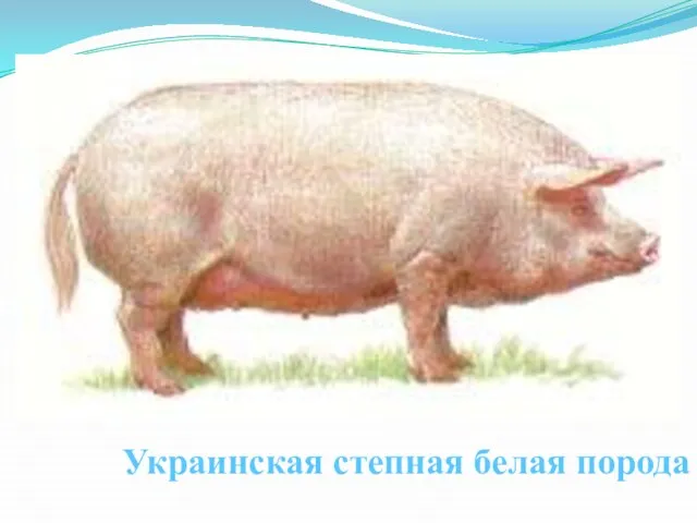 Украинская степная белая порода