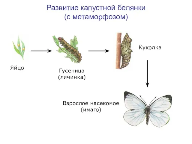Развитие капустной белянки (с метаморфозом) Яйцо Гусеница (личинка) Куколка Взрослое насекомое (имаго)