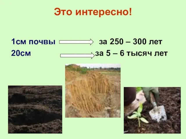 Это интересно! 1см почвы за 250 – 300 лет 20см за 5 – 6 тысяч лет