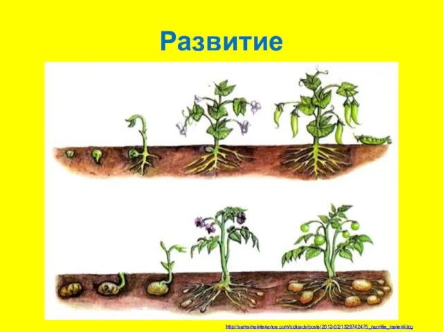 Развитие http://samsmaintenance.com/uploads/posts/2012-02/1329742475_razvitie_rastenii.jpg