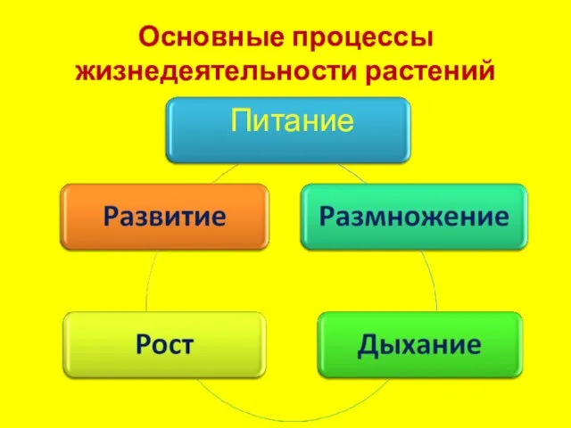 Основные процессы жизнедеятельности растений Питание