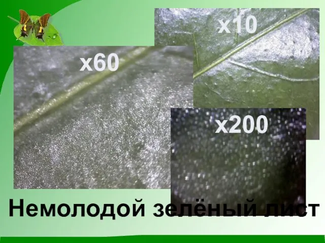 x60 x10 x200 Немолодой зелёный лист