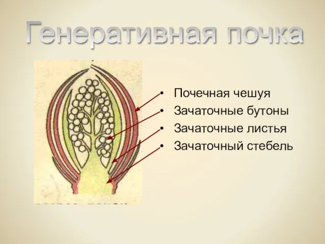 Почечная чешуя Зачаточные бутоны Зачаточные листья Зачаточный стебель Генеративная почка