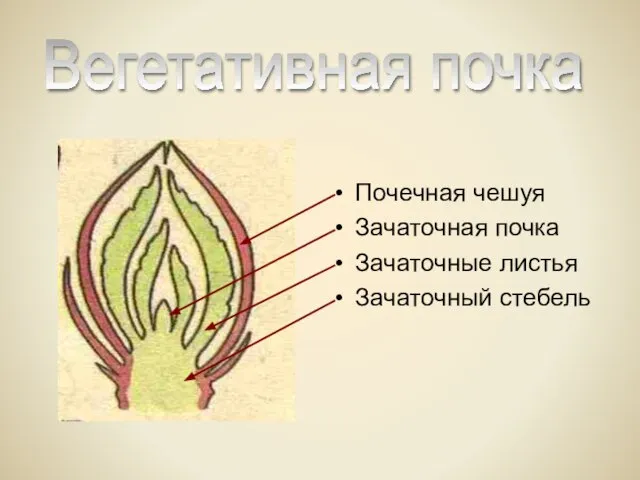 Почечная чешуя Зачаточная почка Зачаточные листья Зачаточный стебель Вегетативная почка
