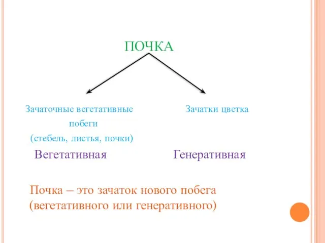 ПОЧКА Зачаточные вегетативные Зачатки цветка побеги (стебель, листья, почки) Вегетативная Генеративная Почка