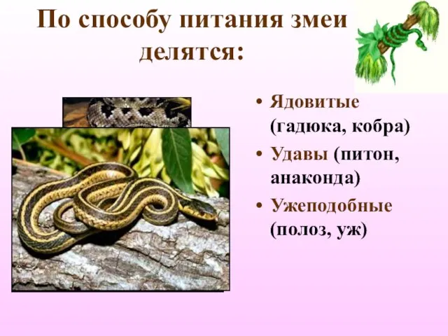 По способу питания змеи делятся: Ядовитые (гадюка, кобра) Удавы (питон, анаконда) Ужеподобные (полоз, уж)