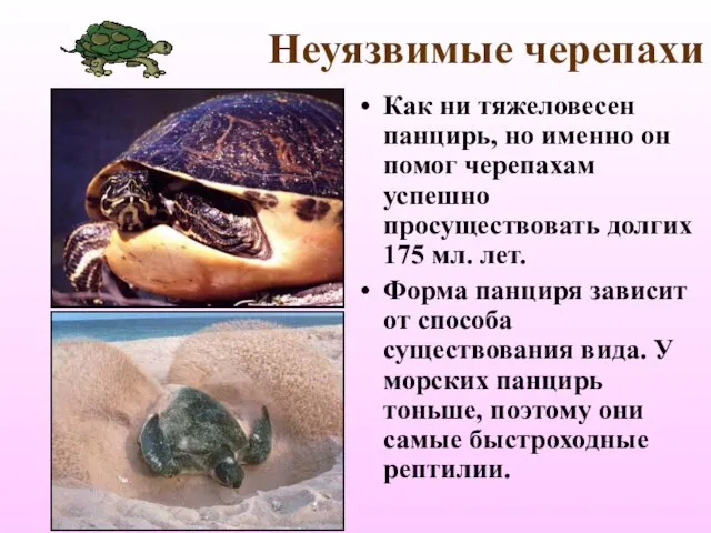Неуязвимые черепахи Как ни тяжеловесен панцирь, но именно он помог черепахам успешно