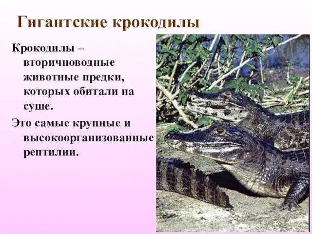 Гигантские крокодилы Крокодилы – вторичноводные животные предки, которых обитали на суше. Это