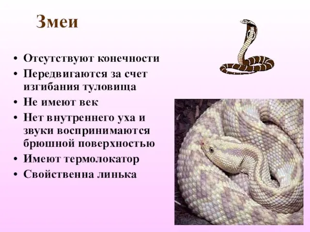 Змеи Отсутствуют конечности Передвигаются за счет изгибания туловища Не имеют век Нет