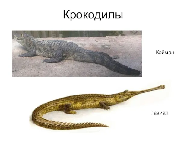 Крокодилы Кайман Гавиал
