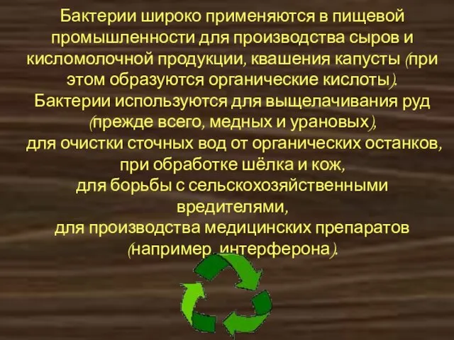 Бактерии широко применяются в пищевой промышленности для производства сыров и кисломолочной продукции,