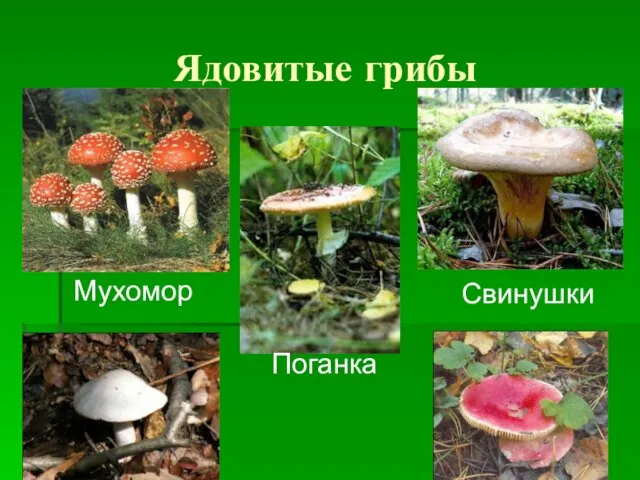 Ядовитые грибы Мухомор Поганка Свинушки