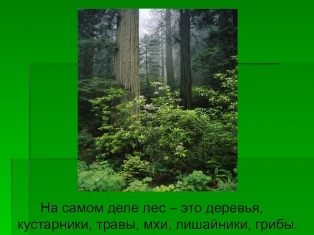 На самом деле лес – это деревья, кустарники, травы, мхи, лишайники, грибы.
