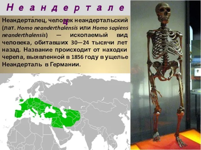 Неандерта́лец, человек неандертальский (лат. Homo neanderthalensis или Homo sapiens neanderthalensis) — ископаемый