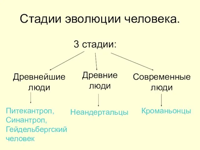 Стадии эволюции человека. 3 стадии: Древнейшие люди Древние люди Современные люди Питекантроп,