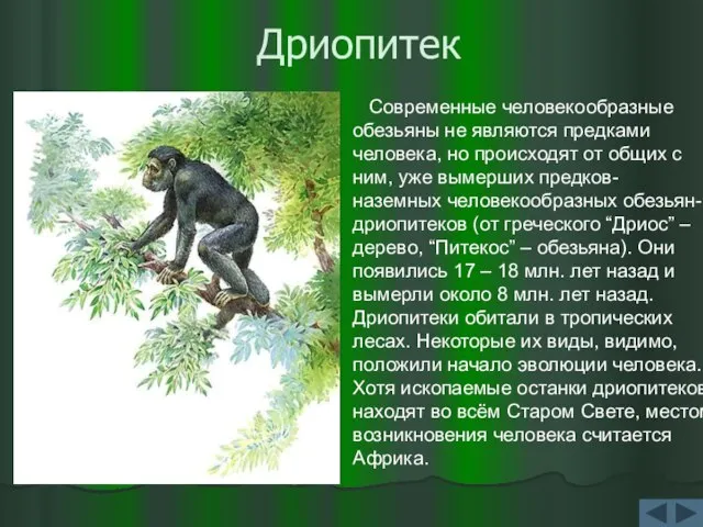 Дриопитек Современные человекообразные обезьяны не являются предками человека, но происходят от общих
