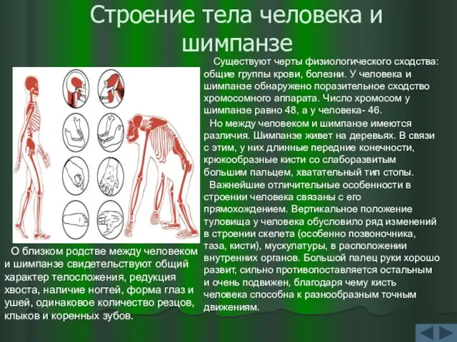 Строение тела человека и шимпанзе О близком родстве между человеком и шимпанзе