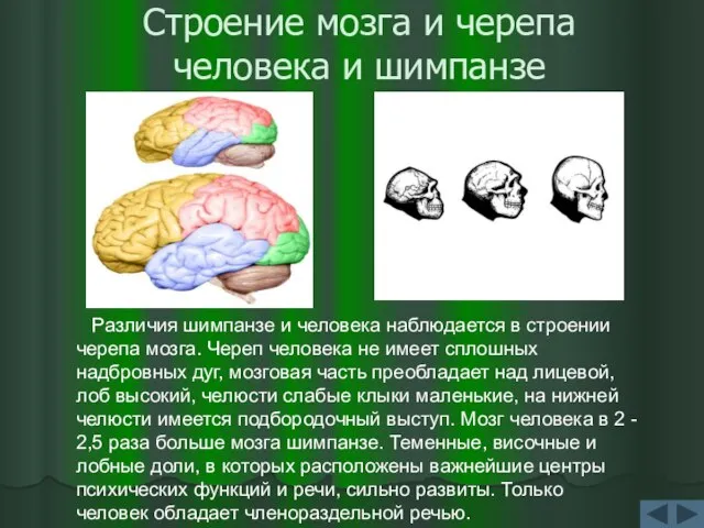 Строение мозга и черепа человека и шимпанзе Различия шимпанзе и человека наблюдается
