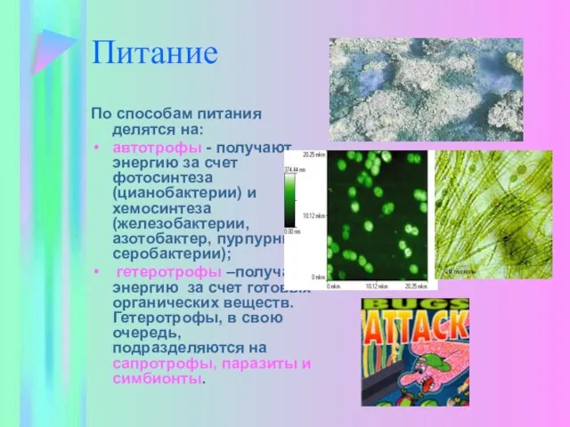 Питание По способам питания делятся на: автотрофы - получают энергию за счет