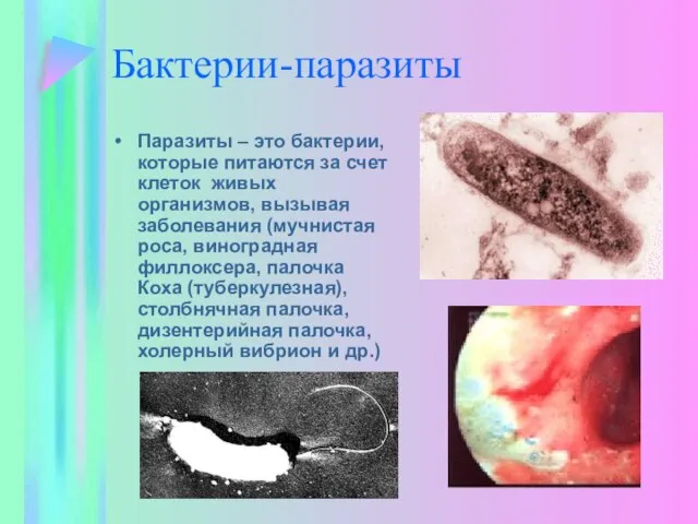 Бактерии-паразиты Паразиты – это бактерии, которые питаются за счет клеток живых организмов,